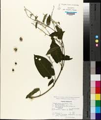 Image result for Tragia lasiophylla