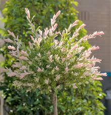 You get one dwarf weeping willow tree. Flamingo Willow Trees Salix Integra Hakuro Nishiki Hopes Grove