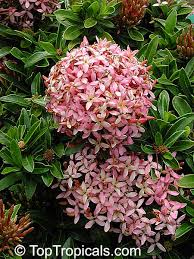 Image result for Ixora sp. A