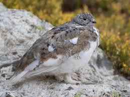 Black Bird With White Tail Tip Pin By Aq Lee On Wildlife In 2020 Animals Farm Animals Pets