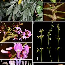 Image result for Millettia