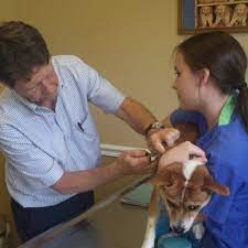 General practice microchipping pharmacy spay and neuter vaccines. Wesley Chapel Veterinary Hospital 10 Reviews Veterinarians 3736 Turman Lp Wesley Chapel Fl Phone Number Yelp