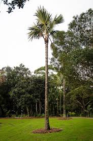 Image result for Latania loddigesii