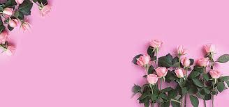 Rose Pink Background Pink Background Pink Roses Free Background Photos