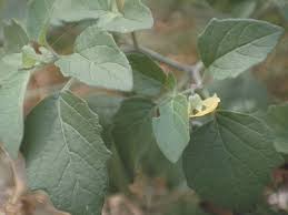 Image result for Physalis viscosa