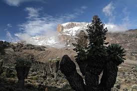 Image result for Dendrosenecio erici-rosenii