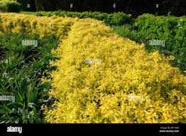 Image result for spirea japonica gold princess