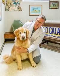 Some of the reasons are nothing to yellow vomit is very common when a dog has an empty stomach, and the yellow color that you see brown vomit could just be regurgitated food from the esophagus that never made it to the stomach to. When Should I Call The Vet For My Vomiting Dog Paoli Vetcare
