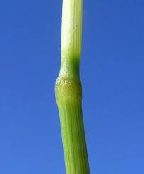 Image result for Agrostis continuata