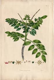 Image result for Brucea antidysenterica