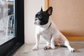 The same time clock is now being applied to your dog's separation anxiety. How To Reduce Your Dog S Separation Anxiety Dps