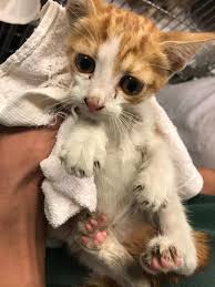 A Woman Heard Meowing Coming From A Car At The Beach When She Was Going To The Ferry With Her Friend They Stopped And Tried To Get T Kitten Kitten Rescue