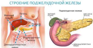 Podzheludochnaya Zheleza Pokryta Znakomtes Podzheludochnaya Zheleza Osnovnye Funkcii Podzheludochnoj Zhelezy