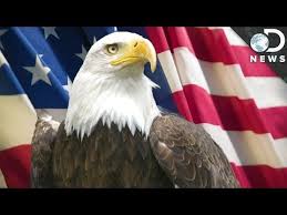 9 Facts You Didn T Know About Bald Eagles American Symbols Unit Bald Eagle Animal Symbolism