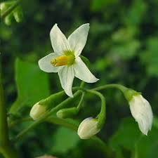 Image result for Solanum sp. B