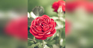 Obituary information for Doris Watkins Collier