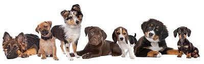 Chicken meal, turkey meal, lamb meal, brown rice, white rice type: Chicken Salmon Grain Inclusive Puppy Food 12 7 Kg 28 Lbs Bag 4 Strong Paws