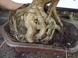 The new leaves that had grown are going brown and are now dropping off. Bonsai Tutorials For Beginners Repotting A Ficus Benjamina Youtube