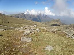 Image result for Cerastium octandrum