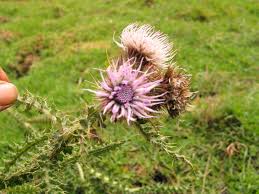 Image result for Carduus nyassanus