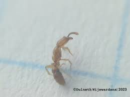 Image result for Zornia punctatissima