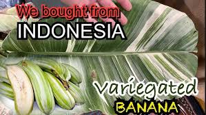 The banana plant is the perfect houseplant to bring a touch of the tropics into your home. Unboxing Musa Variegated Banana Tree Aglaonema Pictum Tricolor Monstera Standleyana Indonesia Plant Youtube