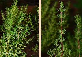 Image result for Anthospermum