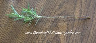 Image result for rosemary cuttings