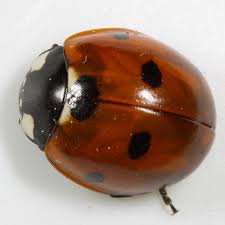 It's pretty easy to get rid of asian lady beetles by upping your gardening game since they eat aphids. How To Get Rid Of Asian Beetles Unugtp