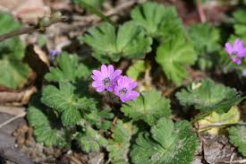 Image result for Geranium mlanjense