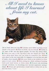 All I Need To Know About Life I Learned From My Cat Cats I Need To Know Life Is Hard