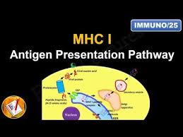 Image result for Antigen Processing