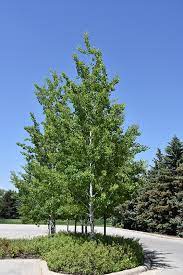 Green leaves turn yellow in fall. Prairie Gold Trembling Aspen Populus Tremuloides Ne Arb In Columbus Dublin Delaware Grove City Gahanna Bexley Ohio Oh At Oakland Nurseries Inc