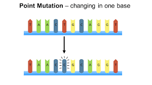 A mutation is a change that occurs in our dna sequence, either due to mistakes when the dna is copied or as the result of environmental factors such as uv light and mutations contribute to genetic variation within species. Https Campussuite Storage S3 Amazonaws Com Prod 1558533 2134d67e E6d0 11e7 Ab8f 0a700356db16 2080697 6dfddc7a 7b8f 11ea A25c 0ad68bdcc139 File 8th 20grade 20science 20days 2011 20 20final 2 Pdf