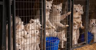 Whether you are travelling as a couple or a family with kids or if you are. Update Aspca Begins Placing Dogs Seized From Iowa Puppy Mill With Shelters In The Midwest Region Aspca
