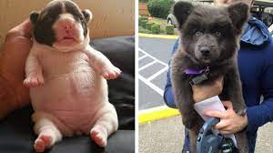 Discover more posts about chubby puppy. 27 Chubby Puppies That Look Like Teddy Bears And Just Won Life