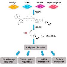 Leguminoasele, aproape toate soiurile de nuci şi soia. A Cell Line Specific Atlas Of Parp Mediated Protein Asp Glu Adp Ribosylation In Breast Cancer Sciencedirect