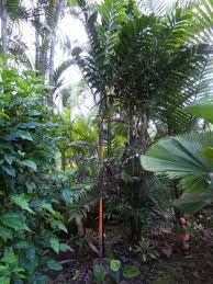 Check spelling or type a new query. Eriostachys 1st Spathe Discussing Palm Trees Worldwide Palmtalk