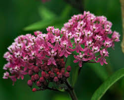 Swamp Milkweed Pink Flower That Grow In Bunches With White Center In 2020 Butterfly Garden Plants Swamp Milkweed Blooming Plants