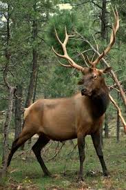 Elk And For The Men Nature Animals Animals Majestic Animals
