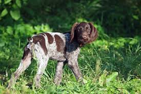 The german shorthaired pointer gets along well with children, but caution should be exercised with young children as the german shorthaired pointer is quite. Meet The German Wirehaired Pointer