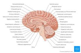 Midsagittal Section Of The Brain Brain Anatomy Brain Plexus Products