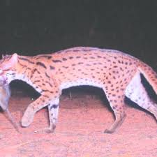 This extract features a clouded leopard, proboscis monkeys and orang utans. Leopard Cat Prionailurus Bengalensis Camera Trapped In Tangkulap Forest Download Scientific Diagram