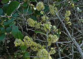 Image result for Dovyalis hispidula