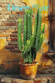 Image result for Euphorbia ingens