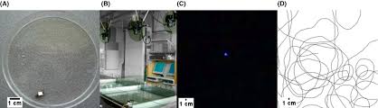 Vælg mellem et stort udvalg af lignende scener. Studying The Movement Behavior Of Benthic Macroinvertebrates With Automated Video Tracking Augusiak 2015 Ecology And Evolution Wiley Online Library