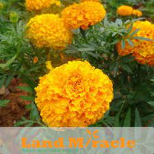 The scented flowers are hermaphrodite (have both male and female organs). 1 Original Pack 40 Seeds Pack China S Flower Seeds Tagetes Erecta French Marigold Mexican Marigold Land Miracle A004 Online With Blumensamen Blumen Flores