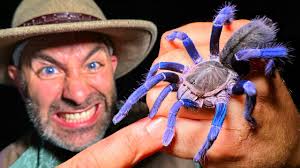 Image result for Tarantula Bite