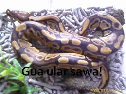 The recent calamities resulted in the current hazards (earth quake (eq), tsunami, flooding & volcano eruption) are actually can be minimized through a. Lu Ulat Bulu Gua Ular Sawa Photos Facebook