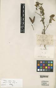 Image result for Crotalaria natalitia